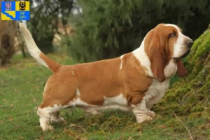 Mehr über den Artikel erfahren Basset Hound Züchter und Welpen in Olmütz