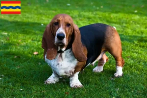 Mehr über den Artikel erfahren Basset Hound Züchter und Welpen in Overijssel