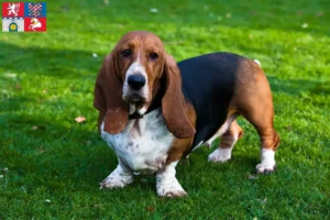 Mehr über den Artikel erfahren Basset Hound Züchter und Welpen in Pardubice