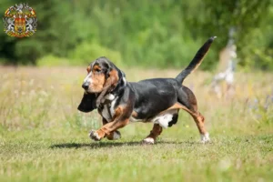 Mehr über den Artikel erfahren Basset Hound Züchter und Welpen in Prag