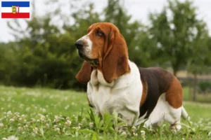 Mehr über den Artikel erfahren Basset Hound Züchter und Welpen in Schleswig-Holstein