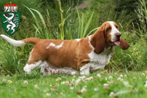 Mehr über den Artikel erfahren Basset Hound Züchter und Welpen in der Steiermark