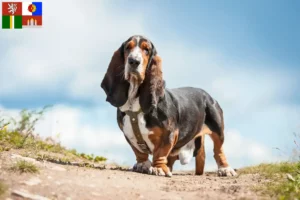 Mehr über den Artikel erfahren Basset Hound Züchter und Welpen in Südböhmen