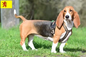 Mehr über den Artikel erfahren Basset Hound Züchter und Welpen in Südholland