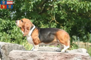 Mehr über den Artikel erfahren Basset Hound Züchter und Welpen in Südmähren