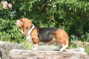 Mehr über den Artikel erfahren Basset Hound Züchter und Welpen in Syddanmark