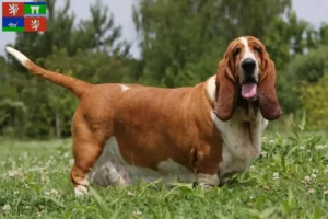 Mehr über den Artikel erfahren Basset Hound Züchter und Welpen in Ústí