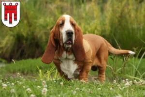 Mehr über den Artikel erfahren Basset Hound Züchter und Welpen in Vorarlberg