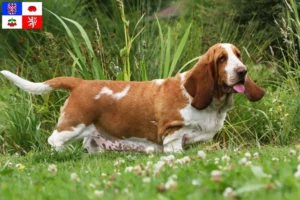 Mehr über den Artikel erfahren Basset Hound Züchter und Welpen in Vysočina