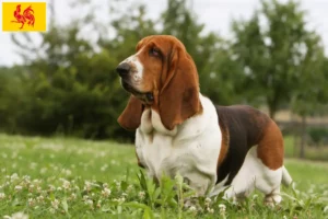 Mehr über den Artikel erfahren Basset Hound Züchter und Welpen in Wallonische Region