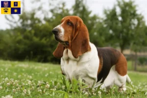 Mehr über den Artikel erfahren Basset Hound Züchter und Welpen in Zlín