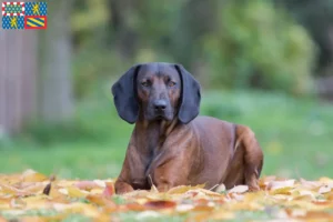 Mehr über den Artikel erfahren Bayerischer Gebirgsschweißhund Züchter und Welpen in Bourgogne-Franche-Comté