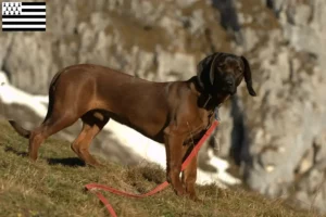 Mehr über den Artikel erfahren Bayerischer Gebirgsschweißhund Züchter und Welpen in der Bretagne