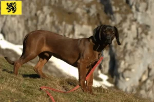 Mehr über den Artikel erfahren Bayerischer Gebirgsschweißhund Züchter und Welpen in Flandern