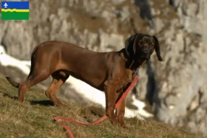 Mehr über den Artikel erfahren Bayerischer Gebirgsschweißhund Züchter und Welpen in Flevoland