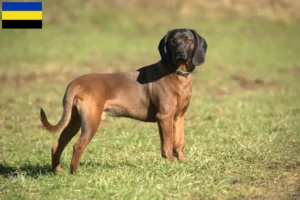 Mehr über den Artikel erfahren Bayerischer Gebirgsschweißhund Züchter und Welpen in Gelderland