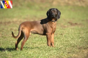 Mehr über den Artikel erfahren Bayerischer Gebirgsschweißhund Züchter und Welpen in Grand Est