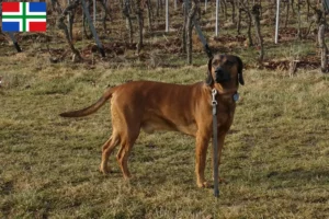 Mehr über den Artikel erfahren Bayerischer Gebirgsschweißhund Züchter und Welpen in Groningen