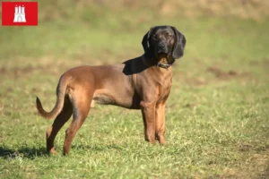 Mehr über den Artikel erfahren Bayerischer Gebirgsschweißhund Züchter und Welpen in Hamburg