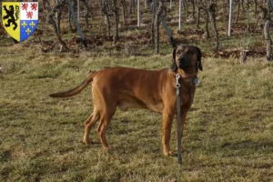 Mehr über den Artikel erfahren Bayerischer Gebirgsschweißhund Züchter und Welpen in Hauts-de-France