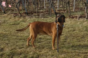 Mehr über den Artikel erfahren Bayerischer Gebirgsschweißhund Züchter und Welpen in Hovedstaden
