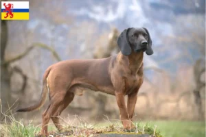 Mehr über den Artikel erfahren Bayerischer Gebirgsschweißhund Züchter und Welpen in Limburg