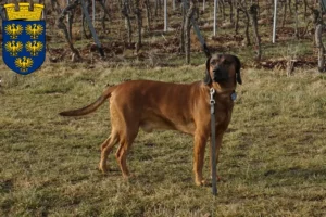 Mehr über den Artikel erfahren Bayerischer Gebirgsschweißhund Züchter und Welpen in Niederösterreich