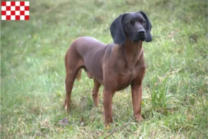 Mehr über den Artikel erfahren Bayerischer Gebirgsschweißhund Züchter und Welpen in Nordbrabant