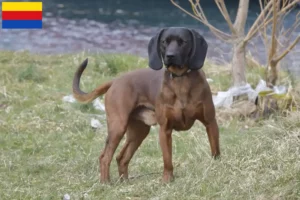 Mehr über den Artikel erfahren Bayerischer Gebirgsschweißhund Züchter und Welpen in Nordholland