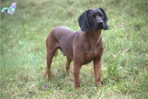 Mehr über den Artikel erfahren Bayerischer Gebirgsschweißhund Züchter und Welpen in Nordjylland