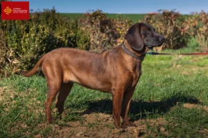 Mehr über den Artikel erfahren Bayerischer Gebirgsschweißhund Züchter und Welpen in Okzitanien