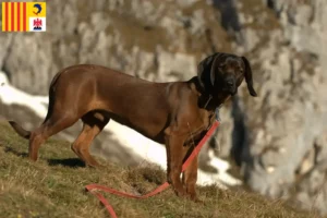 Mehr über den Artikel erfahren Bayerischer Gebirgsschweißhund Züchter und Welpen in der Provence-Alpes-Côte d’Azur