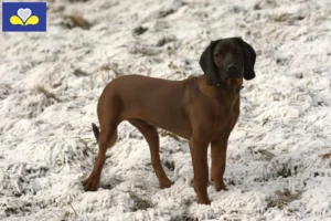 Mehr über den Artikel erfahren Bayerischer Gebirgsschweißhund Züchter und Welpen in Region Brüssel-Hauptstadt