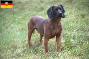 Mehr über den Artikel erfahren Bayerischer Gebirgsschweißhund Züchter und Welpen im Saarland