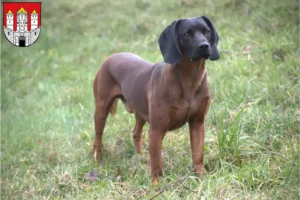 Mehr über den Artikel erfahren Bayerischer Gebirgsschweißhund Züchter und Welpen in Salzburg