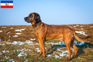 Mehr über den Artikel erfahren Bayerischer Gebirgsschweißhund Züchter und Welpen in Schleswig-Holstein
