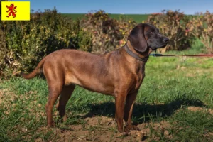 Mehr über den Artikel erfahren Bayerischer Gebirgsschweißhund Züchter und Welpen in Südholland