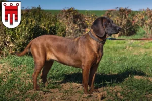 Mehr über den Artikel erfahren Bayerischer Gebirgsschweißhund Züchter und Welpen in Vorarlberg