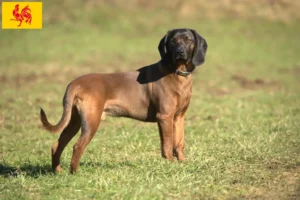 Mehr über den Artikel erfahren Bayerischer Gebirgsschweißhund Züchter und Welpen in Wallonische Region