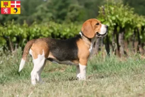 Mehr über den Artikel erfahren Beagle Züchter und Welpen in Auvergne-Rhône-Alpes