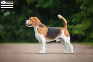 Mehr über den Artikel erfahren Beagle Züchter und Welpen in der Bretagne