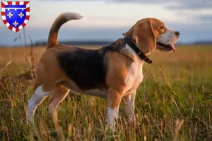 Mehr über den Artikel erfahren Beagle Züchter und Welpen in Centre-Val de Loire