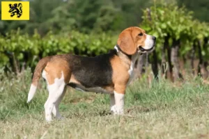 Mehr über den Artikel erfahren Beagle Züchter und Welpen in Flandern