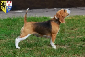 Mehr über den Artikel erfahren Beagle Züchter und Welpen in Hauts-de-France