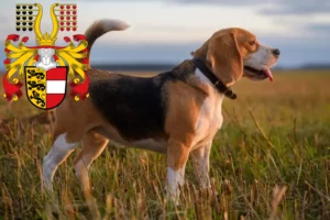 Mehr über den Artikel erfahren Beagle Züchter und Welpen in Kärnten