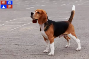 Mehr über den Artikel erfahren Beagle Züchter und Welpen in Liberec