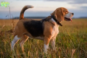 Mehr über den Artikel erfahren Beagle Züchter und Welpen in Midtjylland