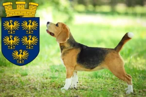 Mehr über den Artikel erfahren Beagle Züchter und Welpen in Niederösterreich