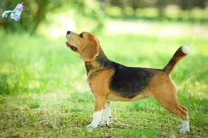 Mehr über den Artikel erfahren Beagle Züchter und Welpen in Nordjylland