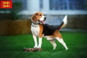 Mehr über den Artikel erfahren Beagle Züchter und Welpen in der Normandie